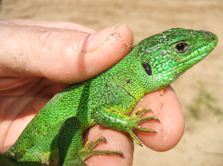 Lacerta viridis ssp natrix?! ;-))